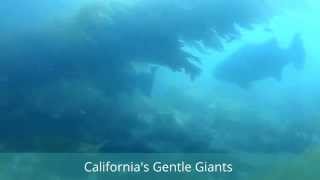 California Giants