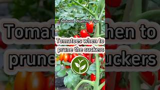 Tomatoes when to prune the suckers #plants #shortvideo #garden #youtubeshorts #howto #viralvideo