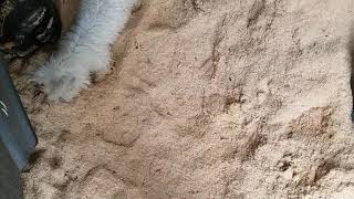 Westie Puppy in a sawdust pile - too cute!