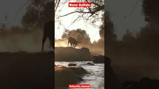 Water buffalo scenes #youtube #viral #tiktok #animals #buffalo #shorts