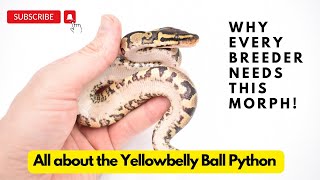 The Yellow Belly Ball Python: How to ID it and use it in your breeding plans!