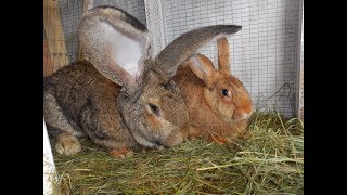 кролики великаны,  rabbits are giants