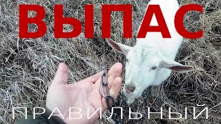 ВСЁ О ВЫПАСЕ КОЗ на цепях. Как правильно и можно ли пасти козу на цепи. Советы опытного козовода.