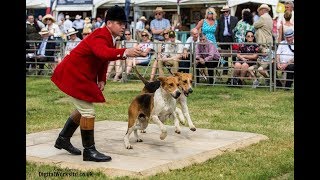 How to... Educate hounds for showing