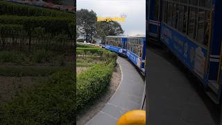 Darjeeling tea, toy train ride & beautiful tinchule tea gardens😍 #darjeeling