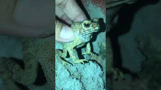 Amazing frog video #frog #shorts