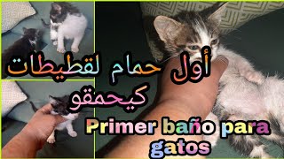 قيطط حيونات جميلة جدا خاص وحد في تهل فيهم درتلهم أول حمام ستمتعت معهم🐈🐈🐈Primer baño para gatos