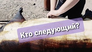 Забой поросёнка породы дюрок Курс молодого бойца/Забой Дюрка  восемь месяцев