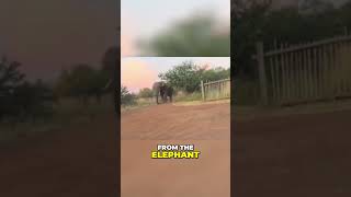 Elephant Attacks Tourist Truck at Safari in South Africa