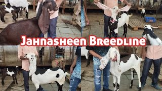 Jahnasheen Breedline Hyderabadi Kids | Nasi Ablaq Hyderabadi | Hasan Goat Farm Jahnasheen Potra