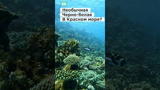 Прекрасное необычное красное море всегда удивляет... #egypt #море #redsea