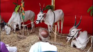 ಹಬ್ಬದ ಹೋರಿಗಳ ಝಲಕ್ ಕೃಷಿ ಮೇಳ