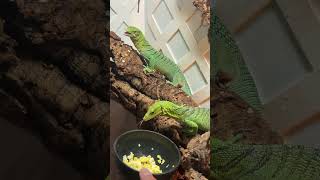 Just a pair of Green Tree Monitors enjoying breakfast together. 😁💚 #reptile #lizard #fyp