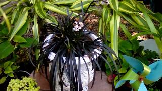 Black Plant | Container Gardening