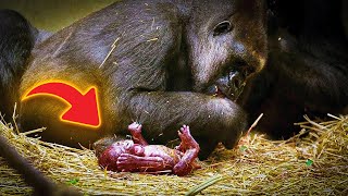 Gorilla tenderly looks after newborn in the most human like manner