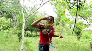 Cortando mandarinas en el campo 💚