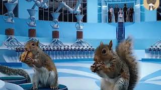 Always listen to the advice ; squirrel attack | Motivation video