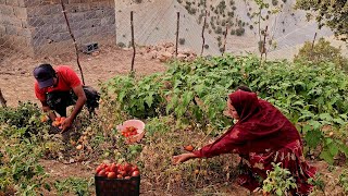 "From the garden to the table: the role of husband and wife in harvesting crops"🍅🍆