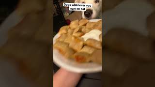 Dogs whenever you eat