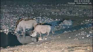 White rhino (on the left ) and black rhinos, part 2