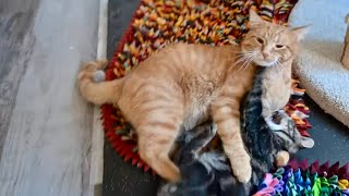 Kitten screams as he is attacked by adult cat