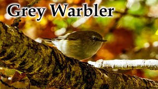 The Elusive Grey Warbler /  Piwakawaka among our Oaks in Autumn #4k #birds #autumncolors