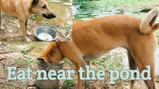 #Eat #rice #near #the #pond #dog #yummy #love #animals #loveyou