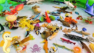 Toy Aquatic Animals for Toddlers - Names and Videos