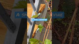 A beautiful grapevine growing on the deck#shortvideo