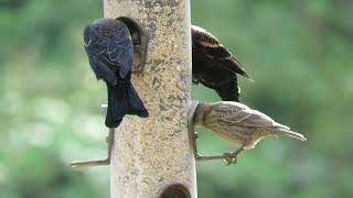 Backyard Birds Feeding  Frenzy -Lopez Island, Washington State