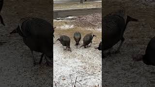 Wild turkey gang in the snow #expatlife #expat