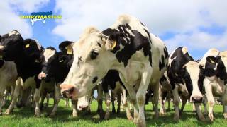 Feeding 170 Holsteins automatically in the milking parlour