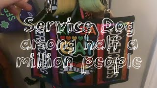 Service Dog goes to Pride