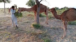 Owner weeding his camels in Tharparkar Desert