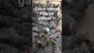 Calcio, hierro y otros minerales ademas de vitaminas se obtiene del trigo #chicken #granja #chick