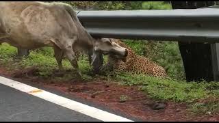 Leopard Attacked A Cow On  A Busy Road 😳