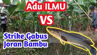 Mancing Ikan Gabus Joran Bambu Tradisional| fishing snakehead fish . Labuhanbatu Utara