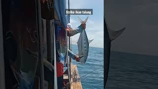 Ikan talang. #shorts #youtubeshorts #mancingmania #hobimancing