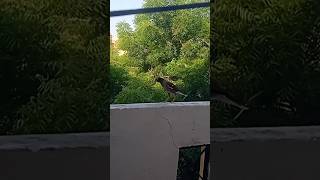 myna#myna# walking on my  balcony# myna cute bird#shortsvideo