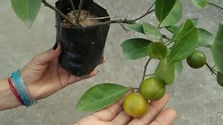 China orange/lemon/निम्बू plant||