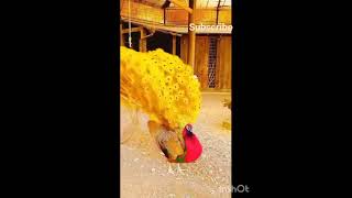 beautiful peacock #peacock dance #youtubeshorts #viralvideo#youtube  #trendingshorts