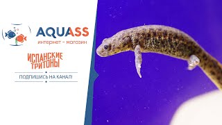 🐠Aquass - Испанский тритон