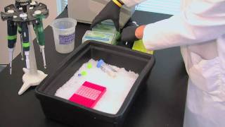 Polymerase Chain Reaction