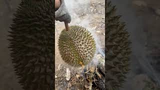 Rugilah…. Besar durian ni…. Pecah pula…. #malaysia #durian #food  #榴莲  #马来西亚