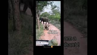 Baby Elephent joking to people#Shorts #ytshorts