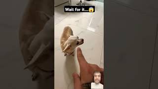 Kuchi kuchi to Angry🫨🫨|| #niki #dog #funny #pets #humor #meme #trending #cute #shortvideos #animal