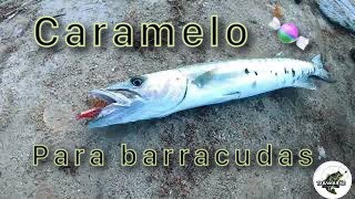 #barracuda  @Eltabasqueño