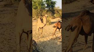 Desert camels daily Routine in winter season #shorts  #shortvideo  #youtubeshorts