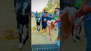 #viral #cowrunaway #viralvideo cow mandi 2024 cow mandi 2024 lahore,