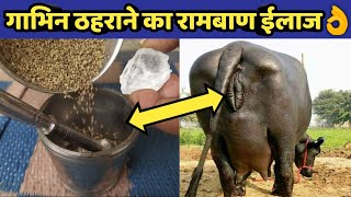 गाय/भैंस गाभिन ठहराने का No.1 देसी ईलाज |Pashu ko Gabhin thahrane ka ilaj|Repeater problem in animal